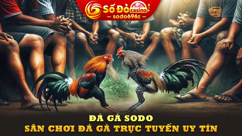 SODO – sân chơi đá gà trực tuyến uy tín