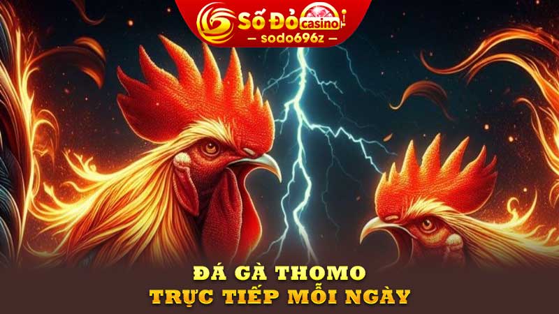 Xem đá gà Thomo trực tiếp.