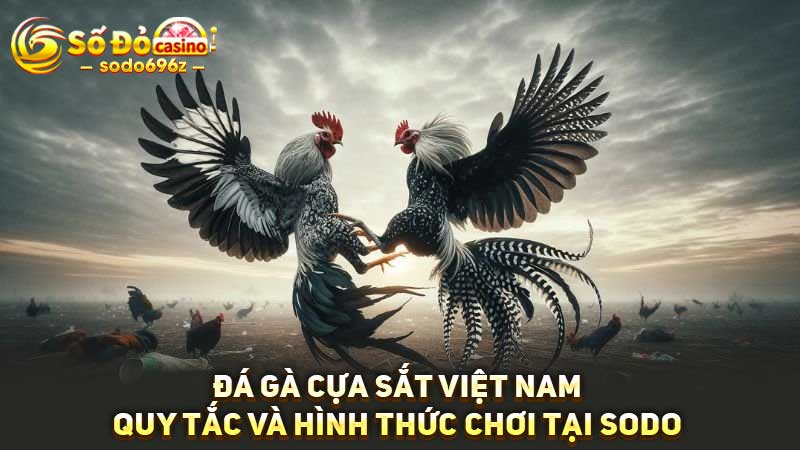 Quy tắc và hình thức đá gà cựa sắt tại SODO