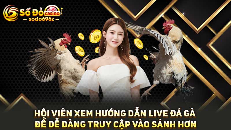 Hướng dẫn live đá gà cho hội viên tại SODO.