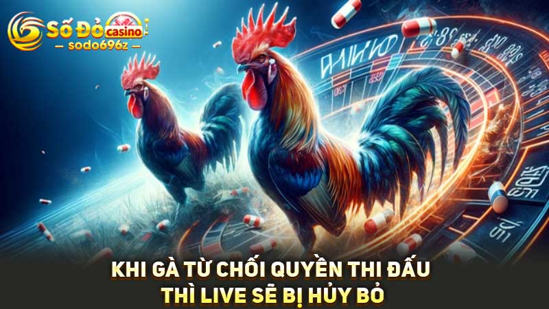 Live đá gà bị hủy nếu gà từ chối thi đấu.