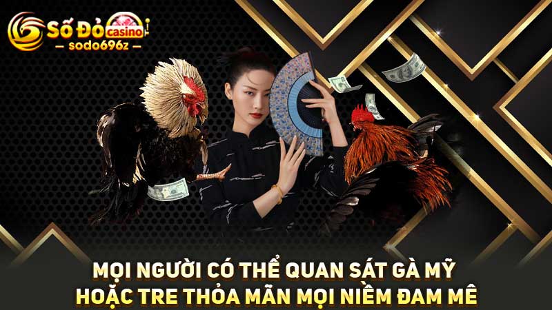 Quan sát gà Mỹ và gà Tre tại SODO