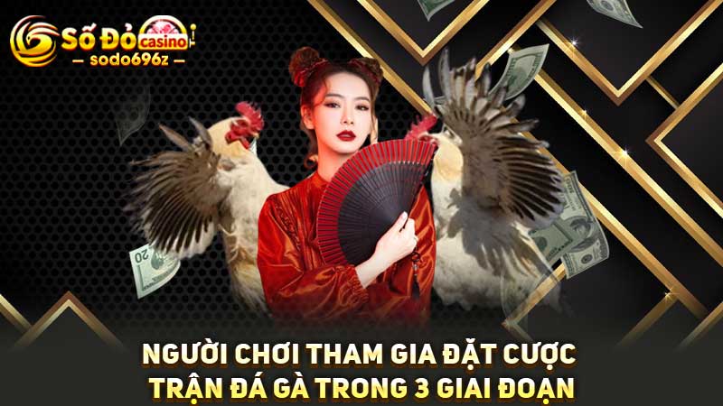 Cược đá gà qua 3 giai đoạn tại SODO