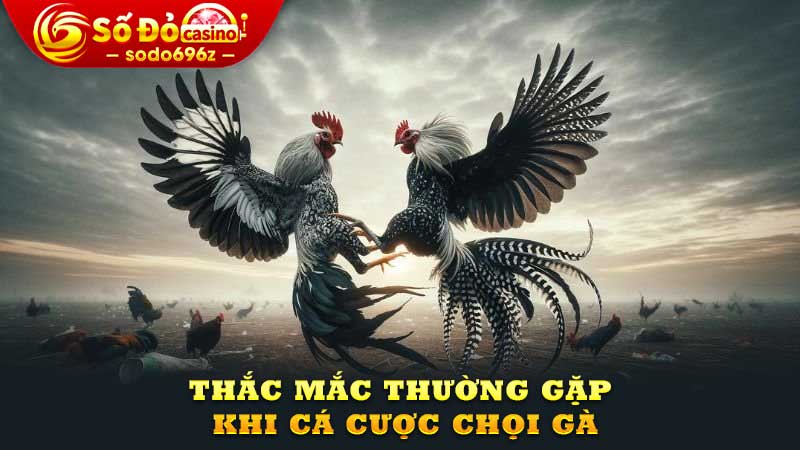 Thắc mắc về cá cược chọi gà.