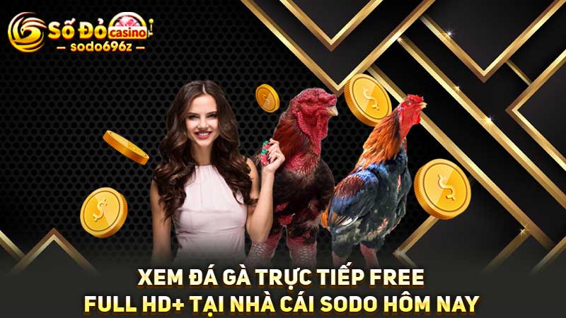 Xem đá gà trực tiếp free, chất lượng HD+ tại SODO