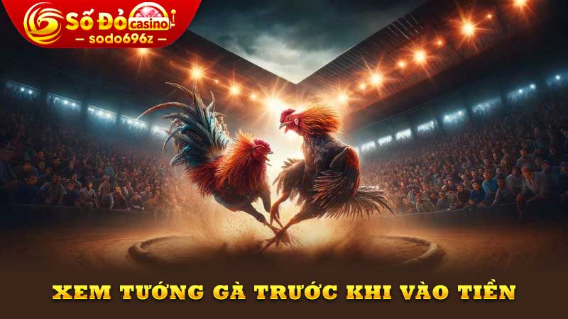 Xem tướng gà trước khi cá cược.